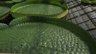 花鳥園が生まれ変わりました。