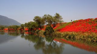 堤防に一面の彼岸花。