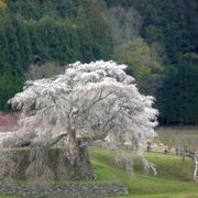 見事な枝垂れ桜です