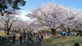 春はお祭り騒ぎ？