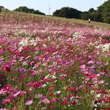一面コスモス！