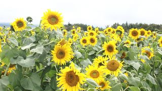 10月でもひまわりが。