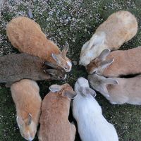 休暇村のすぐ前で餌をほおばるうさぎたち