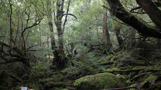 もののけ姫のモチーフになった苔むす森！