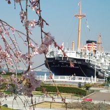 垂れ桜と氷川丸