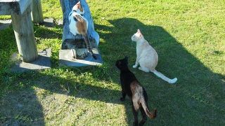 猫好きの楽園。夕方のお散歩に。