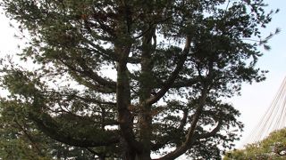 兼六園の月見橋の近くに植えられています