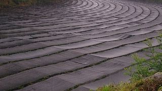 たかがわさびされどわさび