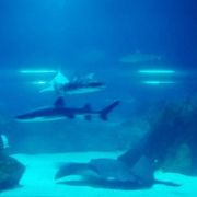 ソウル都心の真ん中の巨大水族館