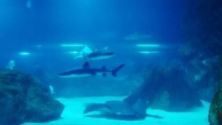 ソウル都心の真ん中の巨大水族館