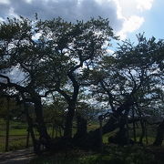 八重の桜