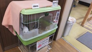 道の駅、駅長さんは実物の白ウサギ