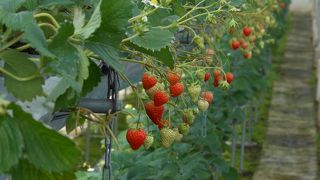 いちご狩りでいきました