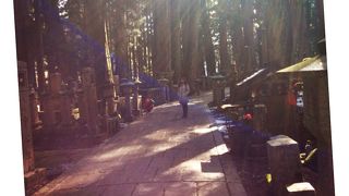 杉木立の荘厳な雰囲気に