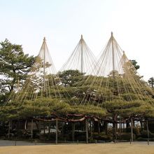 西本願寺からの赤松