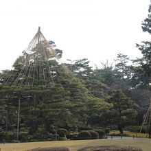 東本願寺からの赤松