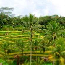 箱庭的なライステラス