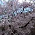 念願の荘川桜
