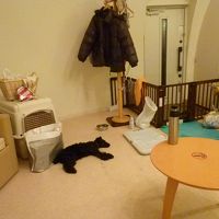 室内の様子。黒いのはうちのワンコ(;^ω^)　遊びすぎ〜