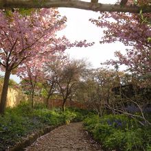 イギリスではこのように八重桜をよく見かけました。
