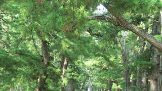 散歩コースにしたい