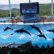 イルカショー