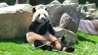 パンダのかわいさがやばいです