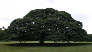 日本人だらけ…