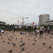 鳩がたくさんいます