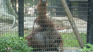 意外と面白かった