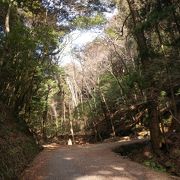 奈良公園の観光スポットの奥は、静かな原始林が広がっています