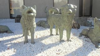 「南極物語」の犬たち
