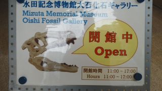 魚類化石がいっぱい　入館無料