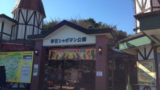 温泉に浸かるカピバラさん