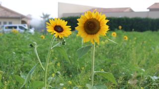 子供には楽しめます