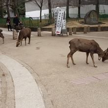 鹿がたくさん