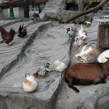 「子ども動物園」で休息するニワトリやヤギたち
