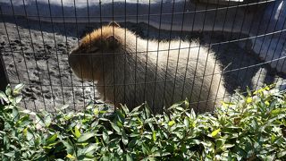 井の頭公園と隣接