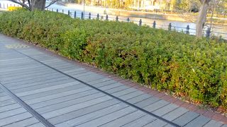 みなとみらいのきれいな道