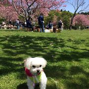 ５月中ごろが桜満開です。