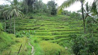 山の斜面の棚田