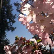 ゴールデンウィークでも桜