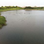 野鳥やカニの観察に