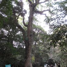 県樹のおおくすのき