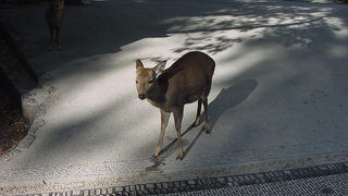 風景の中に溶け込んでいます