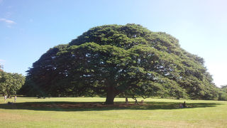 この木なんの木は大きな木です