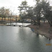 マツが植えられた大きな公園です。