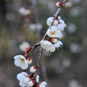 しだれ梅の開花はこれから