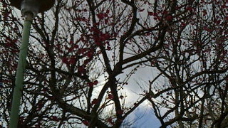 ただいま３分咲。最高にキレイ。