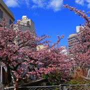 日本一早咲きの　あたみ桜　６分咲き